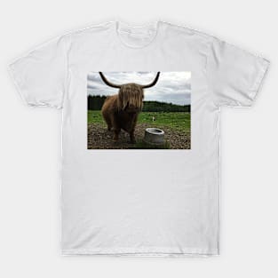 Scottish Highland Cattle Cow and Cat 2411 T-Shirt